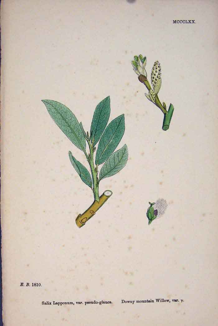 Original Old Antique Print Salix Lapponum Downy Mountain Willow Colour *1 A