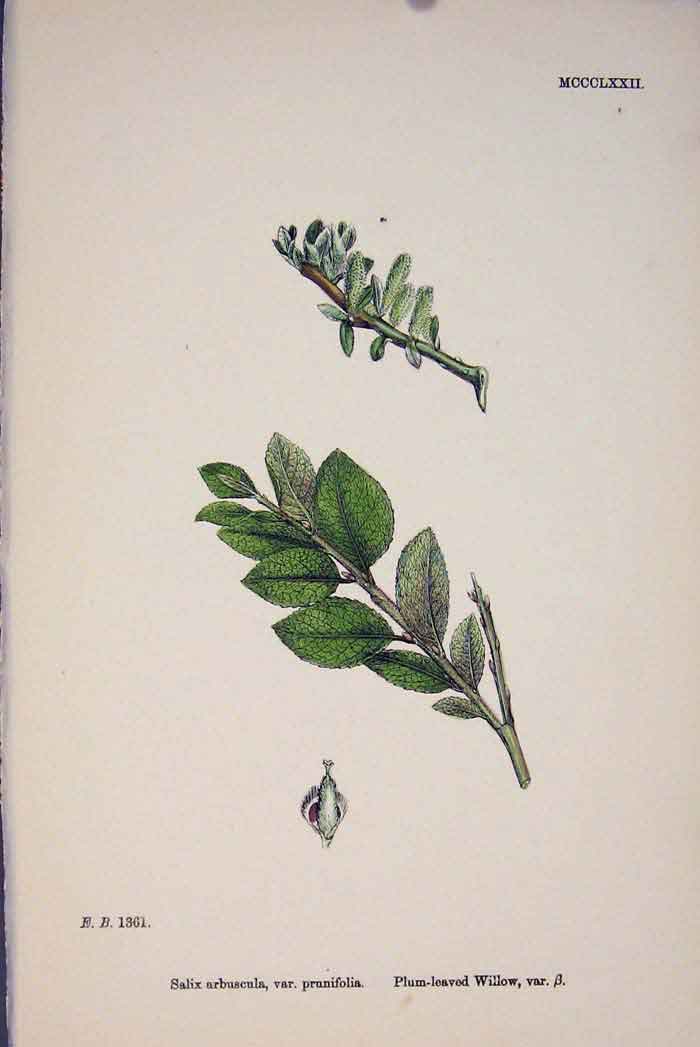 Original Old Antique Print Salix Arbuscula Plum Leaved Willow Colour C1878 A