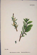 Original Old Antique Print Salix Arbuscula Plum-Leaved Willow Colour C187 A 19th