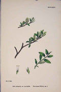 Original Old Antique Print Salix Arbuscula Plum-Leaved Willow Colour A