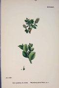 Original Old Antique Print Salis Myrsinites Whortleberry-Leaved Willow Prin A