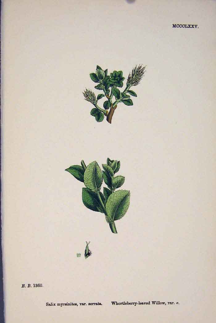 Original Old Antique Print Salis Myrsinites Whortleberry-Leaved Willow Prin A