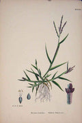 Original Old Antique Print Finger Grass Plant Colour C1878 A 19th