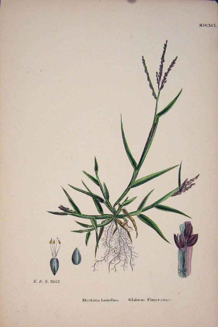 Original Old Antique Print Finger Grass Plant Colour C1878 A 19th