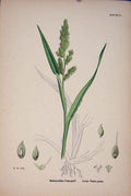 Old Antique Print Echinochloa Crus Galli Loose Panie Grass Colour Prin A