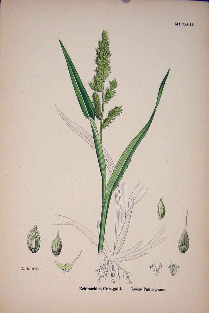 Old Antique Print Echinochloa Crus Galli Loose Panie Grass Colour Prin A