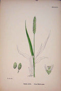 Original Old Antique Print Setaria Viridis Green Bristle Grass Colour C1878 A