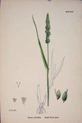 Original Old Antique Print Setaria Verticillata Rough Bristle Grass Colour A