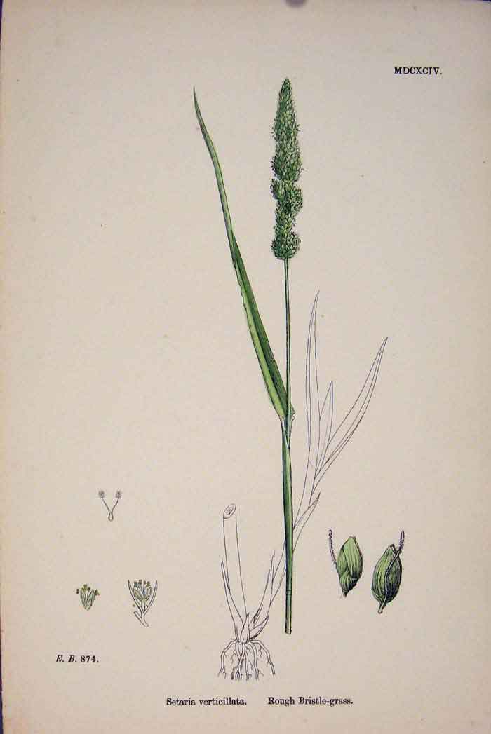 Original Old Antique Print Setaria Verticillata Rough Bristle Grass Colour A
