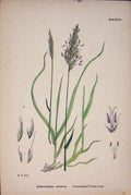 Original Old Antique Print Nthum Odoratum Sweet Scent Vernal Grass A
