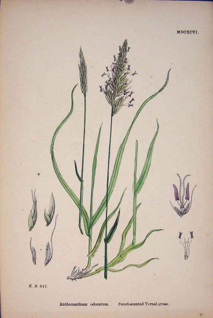 Original Old Antique Print Nthum Odoratum Sweet Scent Vernal Grass A