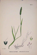 Original Old Antique Print Alopecurus Bent Stemmed Fox-Tail-Grass Colour A