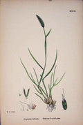 Original Old Antique Print Alopecurus Bulbosus Tuberous Fox-Tail-Grass Prin A