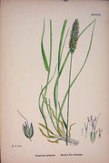 Original Old Antique Print Alopecurus Pratensis Meadow Fox-Tail-Grass Prin A