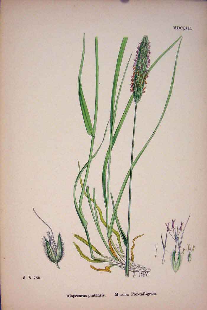 Original Old Antique Print Alopecurus Pratensis Meadow Fox-Tail-Grass Prin A