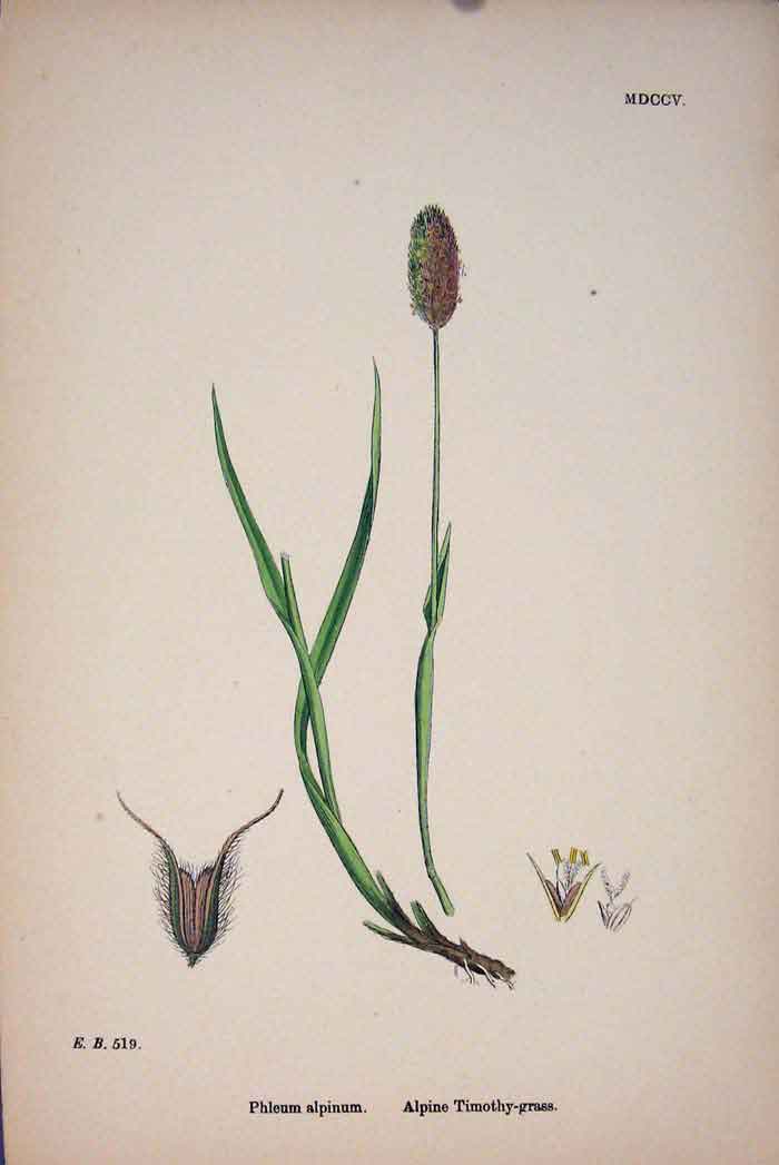 Original Old Antique Print Alpinum Alpine Timothy Grass Colour C1878 A Victorian