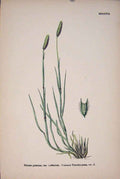 Original Old Antique Print Phleum Pratense Common Timothy Grass Colour *1 A
