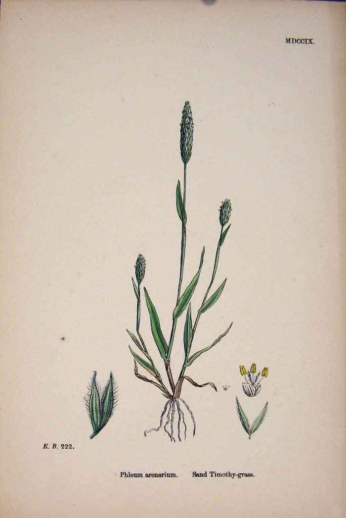 Original Old Antique Print Arenarium Sand Timothy Grass Colour A