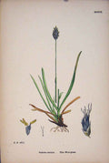 Original Old Antique Print Sesleria Caerulea Blue Moor Grass Colour C1878 A 19th