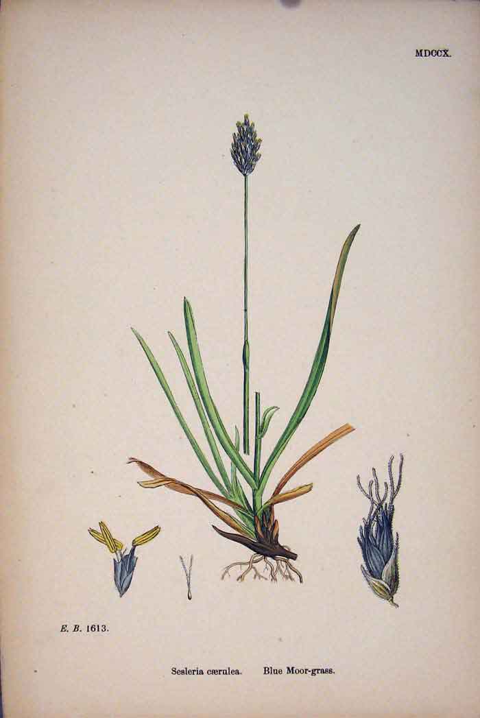 Original Old Antique Print Sesleria Caerulea Blue Moor Grass Colour C1878 A 19th