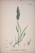 Original Old Antique Print Plant Gastridium Lendigerum Nit Grass C1878 A 19th