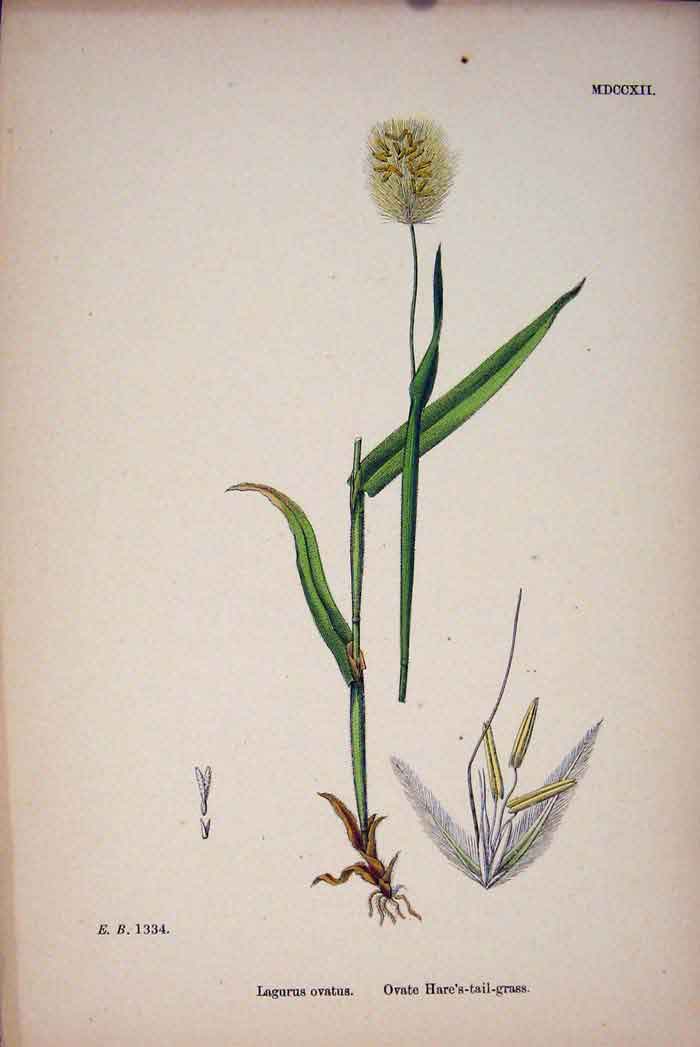 Original Old Antique Print Plant Lagurus Ovatus Hare'S-Tail-Grass C1878 A 19th