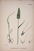 Original Old Antique Print Plants Ploypogon Monspeliensis Beard-Grass C18 A 19th