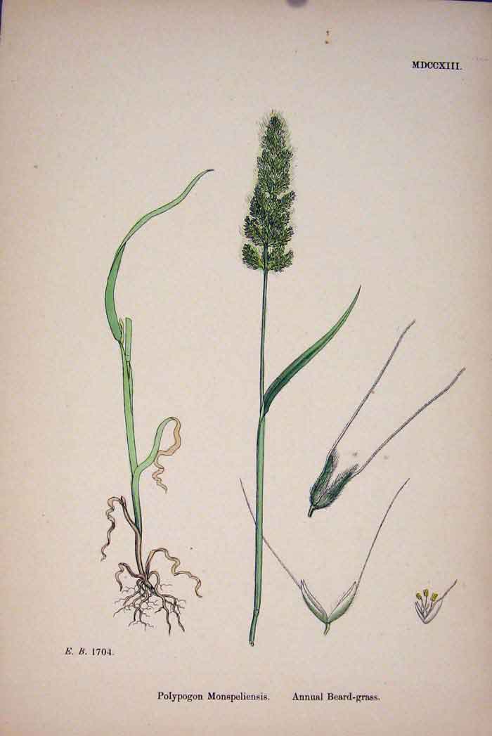 Original Old Antique Print Plants Ploypogon Monspeliensis Beard-Grass C18 A 19th