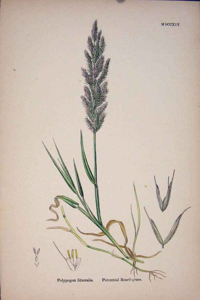 Old Antique Print Plant Polypogon Littoralis Perennial Beard-Grass C187 A 19th