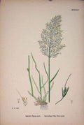 Original Old Antique Print Plant Agrostis Spica-Venti Silky Bent Grass C1878 A