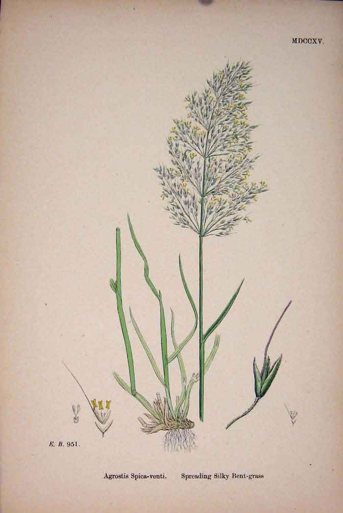 Original Old Antique Print Plant Agrostis Spica-Venti Silky Bent Grass C1878 A