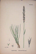 Old Antique Print Plant Agrostis Setacea Bristle Leaved Bent Grass C1878 A 19th