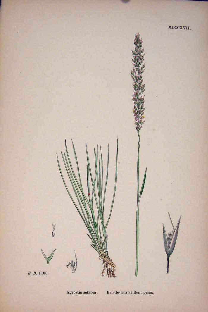 Old Antique Print Plant Agrostis Setacea Bristle Leaved Bent Grass C1878 A 19th