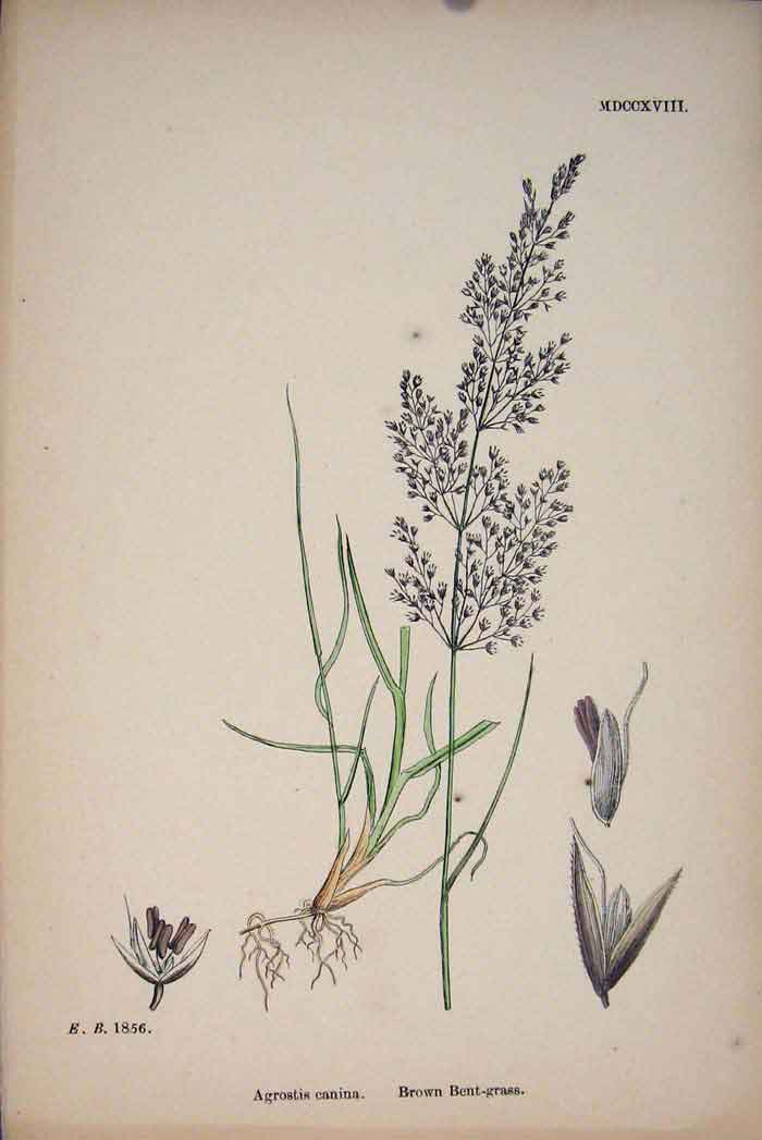 Original Old Antique Print Plant Agrostis Canina Brown Bent Grass Colour A