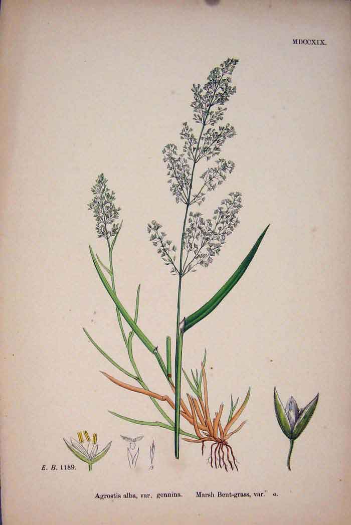 Original Old Antique Print Agrostis Alba Marsh Bent Grass Colour C1878 A 19th