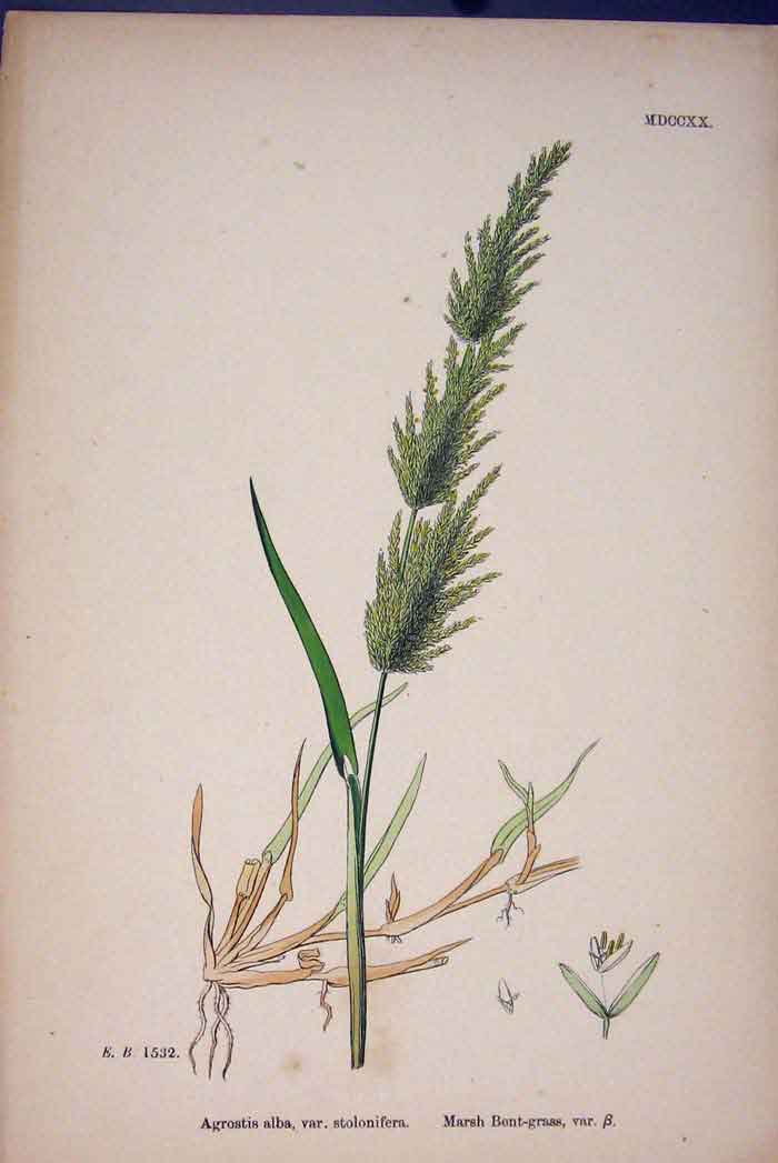 Original Old Antique Print Agrostis Alba Marsh Bent Grass Colour C187 A 19th