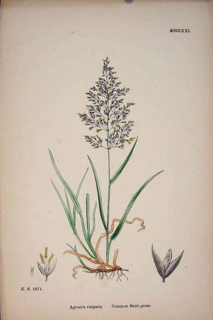 Original Old Antique Print Agrostis Vulgaris Common Bent Grass Colour Prin A