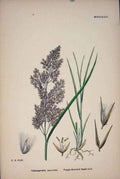 Original Old Antique Print Rostis Purple Flowered Reed Colour C1878 A Victorian