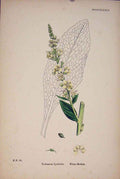 Original Old Antique Print Verbascum Lychnitis White Mullein Colour C1878 A 19th