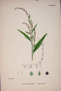 Original Old Antique Print Polygonum Hydropiper Water Pepper Colour C187 A 19th
