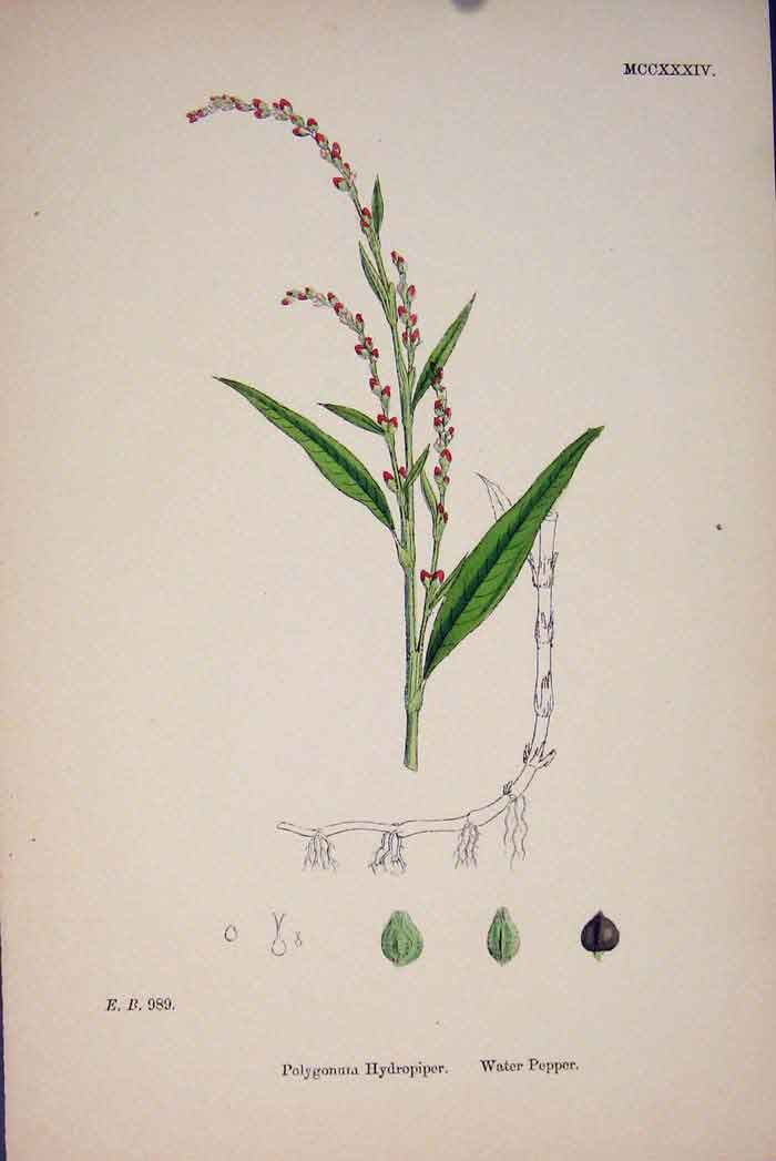 Original Old Antique Print Polygonum Hydropiper Water Pepper Colour C187 A 19th