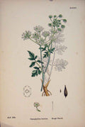 Original Old Antique Print Chaerophyllum Temulum Chervil Colour C1878 A 19th
