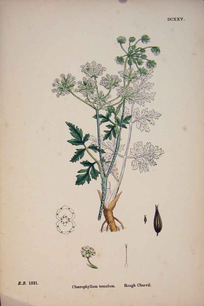 Original Old Antique Print Chaerophyllum Temulum Chervil Colour C1878 A 19th