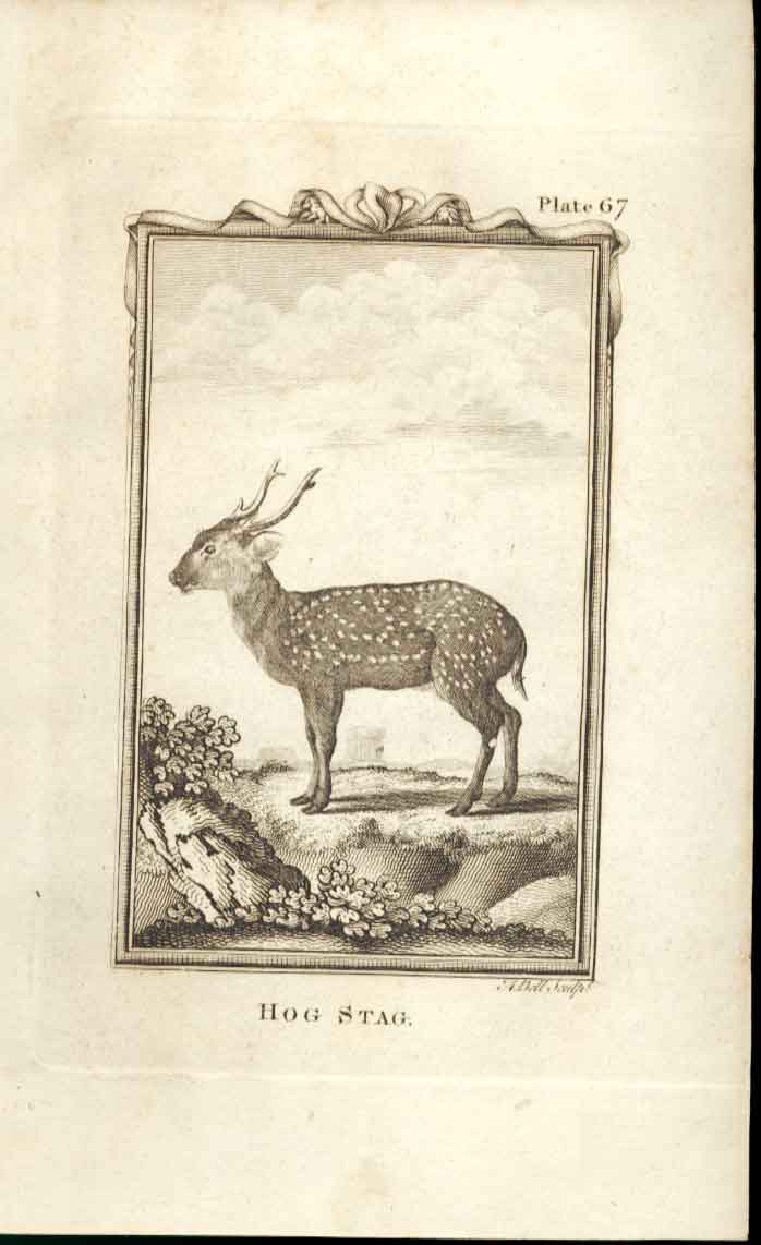 Original Old Antique Print Hog Stag 1812 Buffon Natural History Plate 67 19th