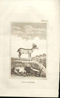 Original Old Antique Print Indian Roe Deer 1812 Buffon Natural History Plate 74