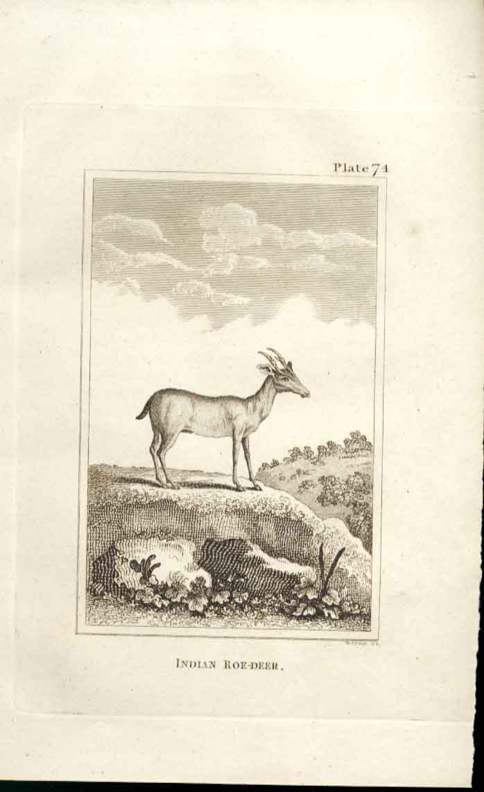 Original Old Antique Print Indian Roe Deer 1812 Buffon Natural History Plate 74