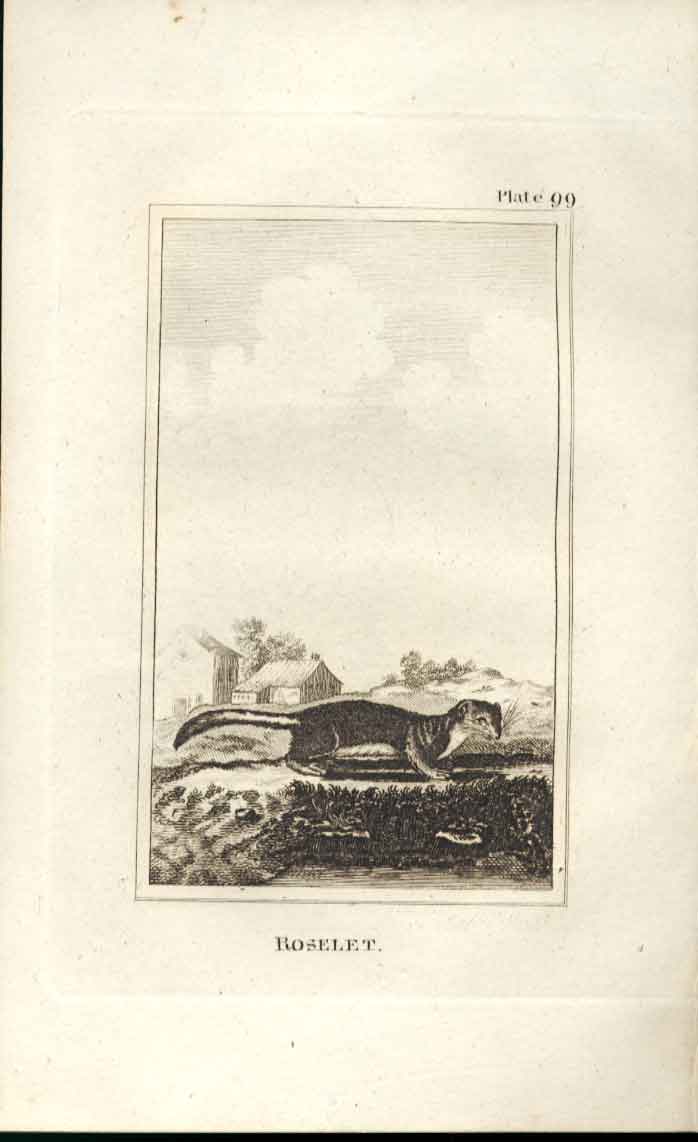 Original Old Antique Print Roselet 1812 Buffon Natural History Plate 099 19th