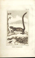 Old Antique Print Great Guerlinguet 1812 Buffon Natural History Plate 114 19th