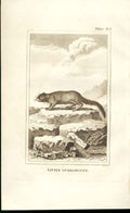 Old Antique Print Little Guerlinguet 1812 Buffon Natural History Plate115 19th