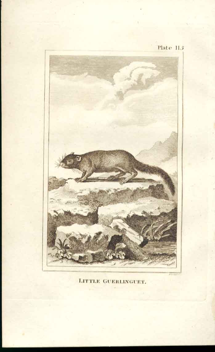 Old Antique Print Little Guerlinguet 1812 Buffon Natural History Plate115 19th